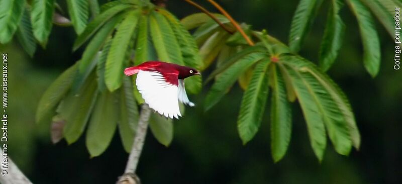 Cotinga pompadour mâle adulte, Vol