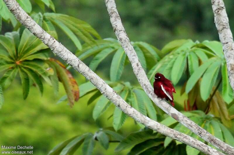 Pompadour Cotinga male adult