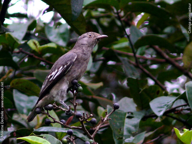 Cotinga pompadour femelle adulte