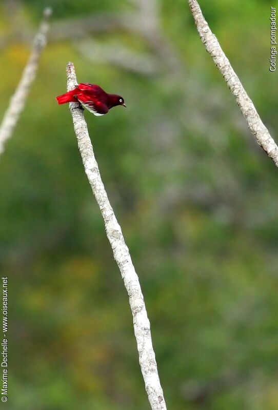 Pompadour Cotinga male adult