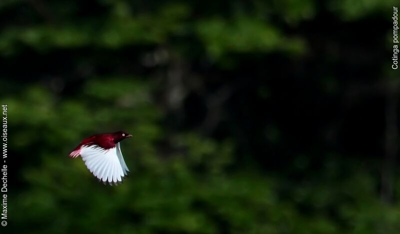 Cotinga pompadour mâle adulte, Vol