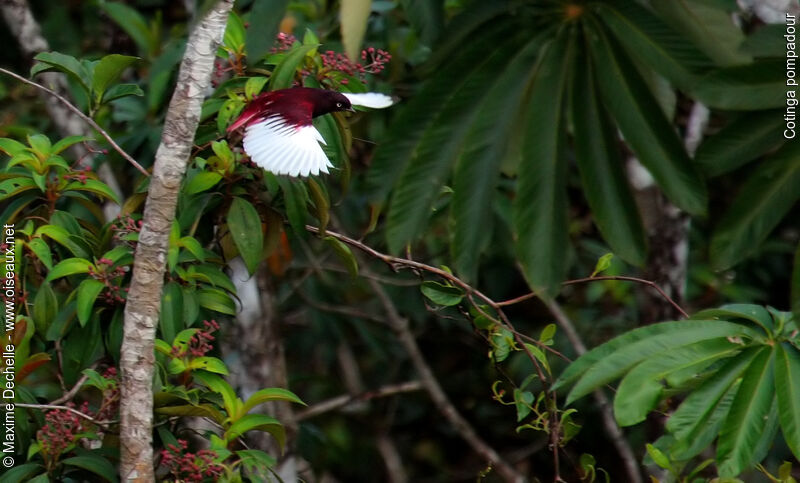 Pompadour Cotinga male adult, Flight