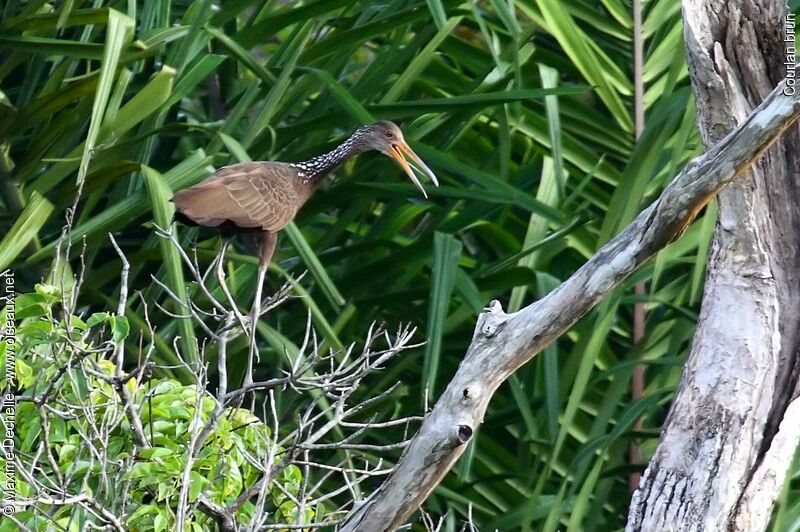 Limpkin