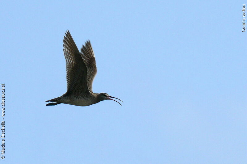 Eurasian Whimbrel, Flight