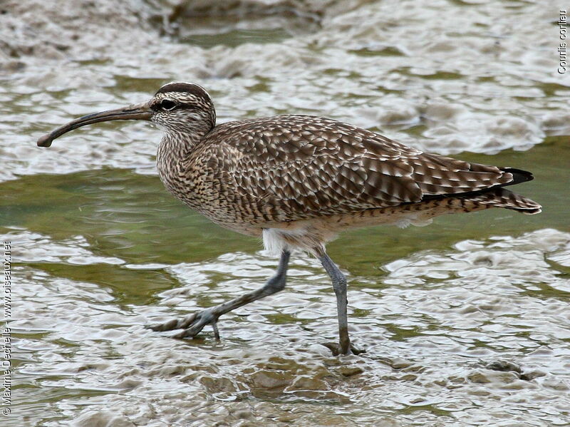 Eurasian Whimbrel