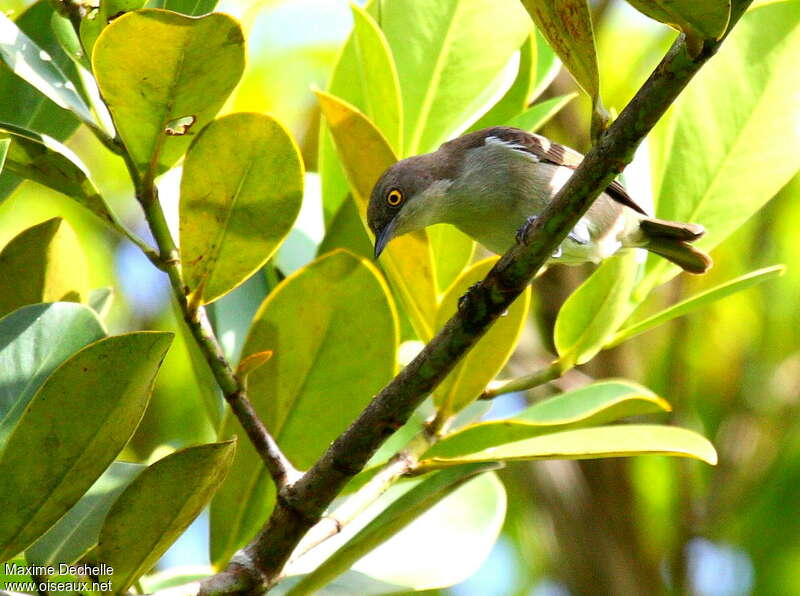 Black-faced Dacnis female adult