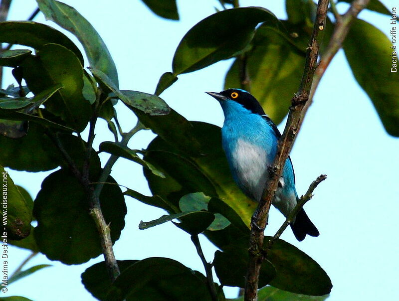 Dacnis à coiffe bleue mâle adulte