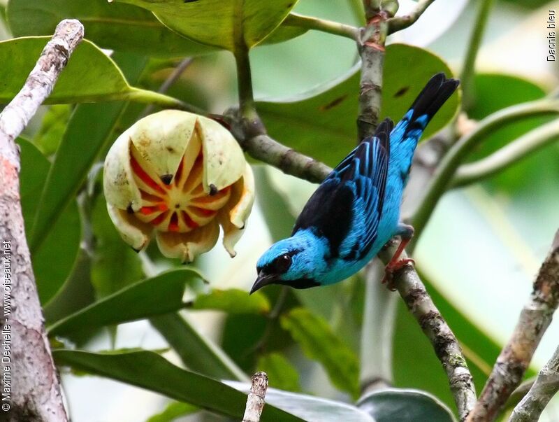 Blue Dacnis male adult, feeding habits