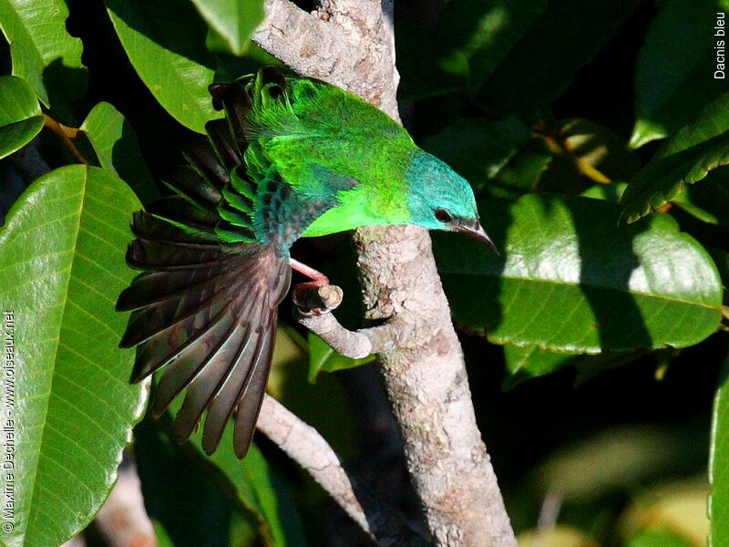 Dacnis bleu femelle