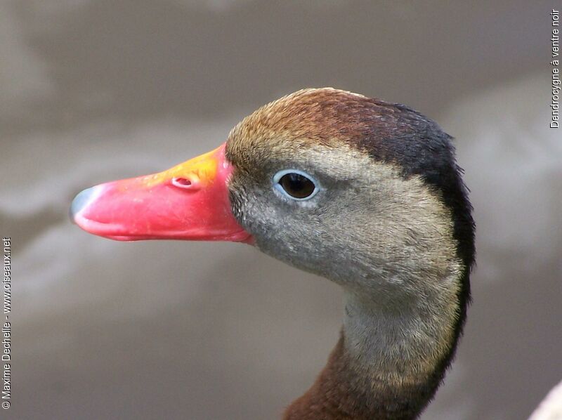 Dendrocygne à ventre noir