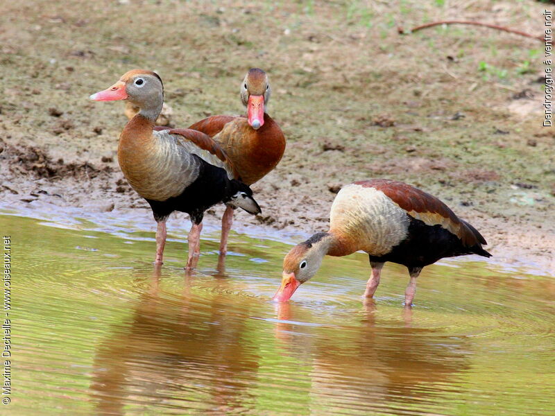 Black-bellied Whistling Duck