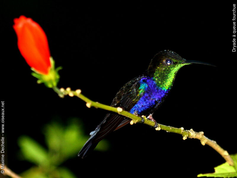 Fork-tailed Woodnymph male adult