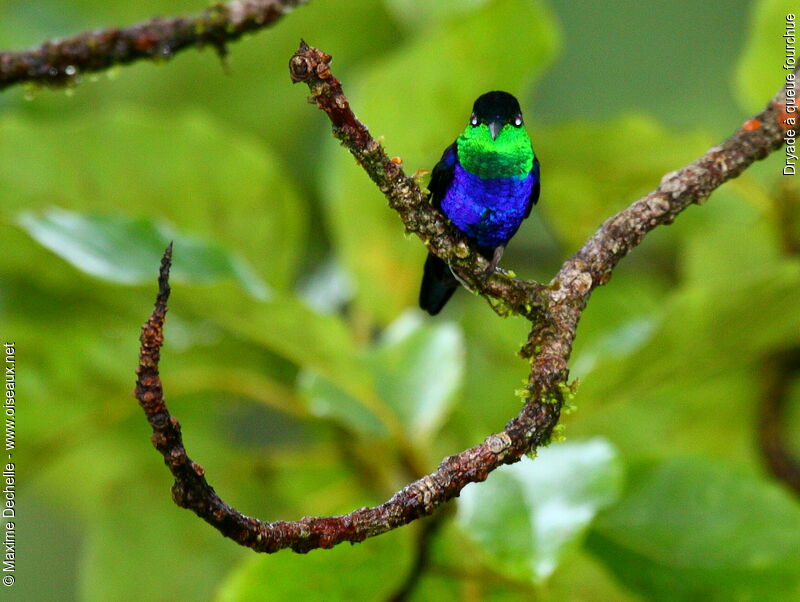 Fork-tailed Woodnymph male adult, identification