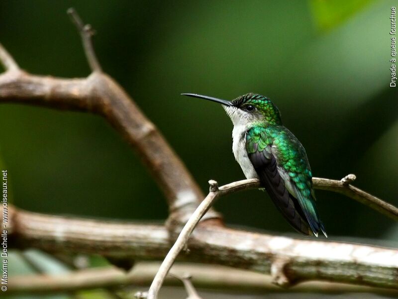 Fork-tailed Woodnymph female adult, identification