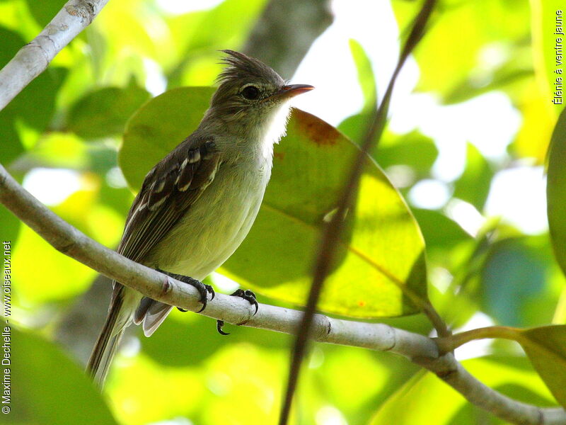 Élénie à ventre jaune, identification