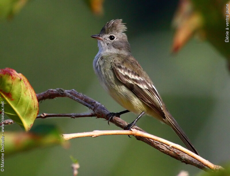 Élénie à ventre jaune, identification