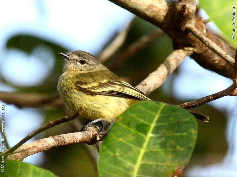 Élénie de Gaimard, identification