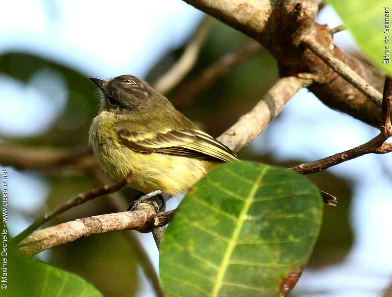 Élénie de Gaimard, identification