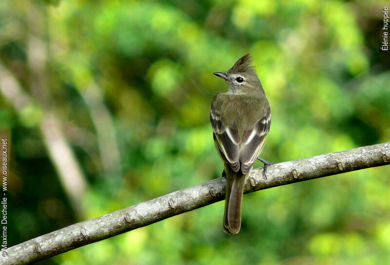 Élénie huppée, identification