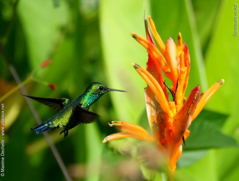 Blue-tailed Emerald male adult, identification, Flight, feeding habits