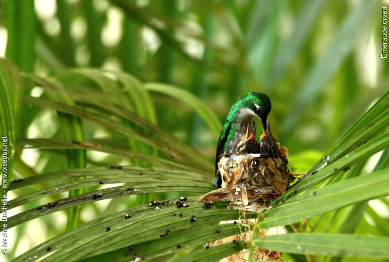 Blue-tailed Emerald female adult, identification, Reproduction-nesting