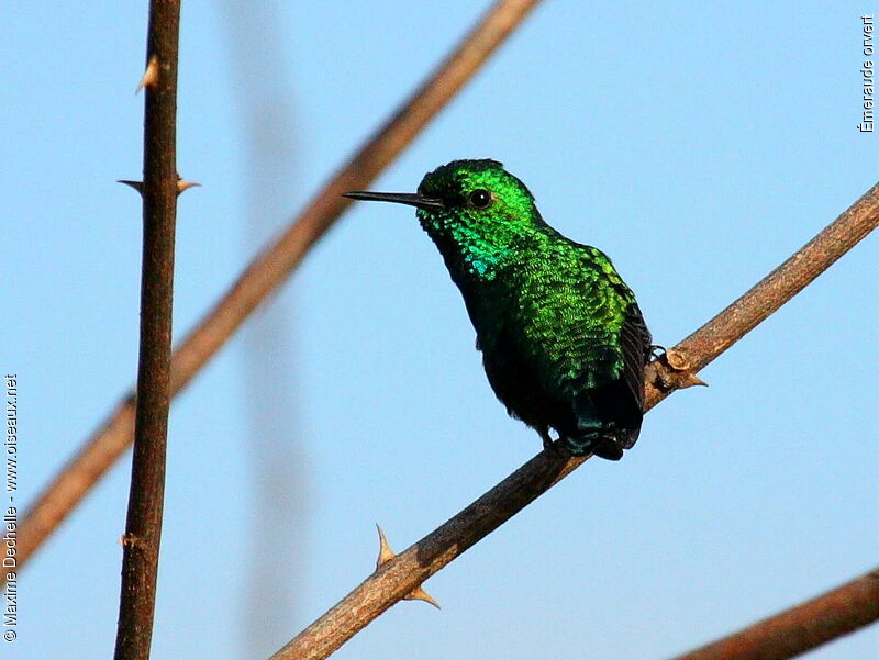 Blue-tailed Emerald male adult, identification