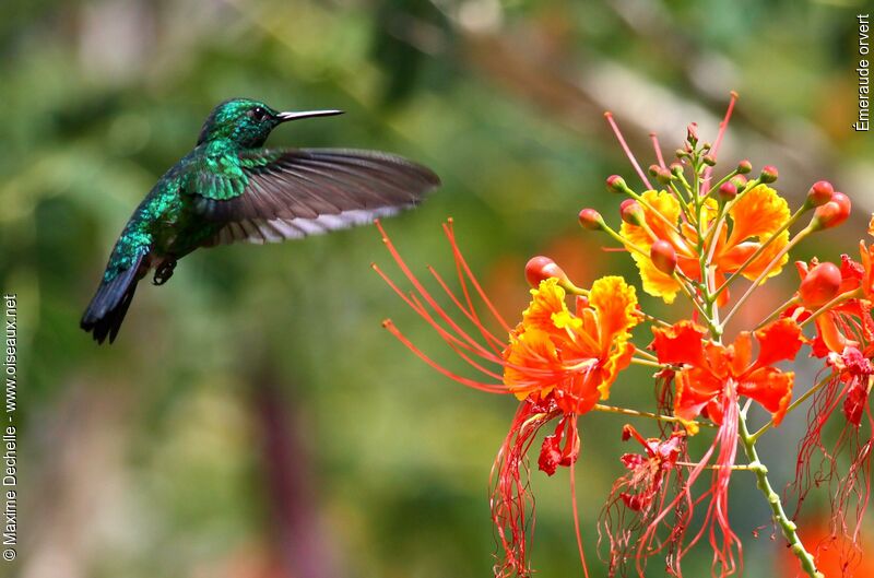 Blue-tailed Emerald male adult, Flight, feeding habits