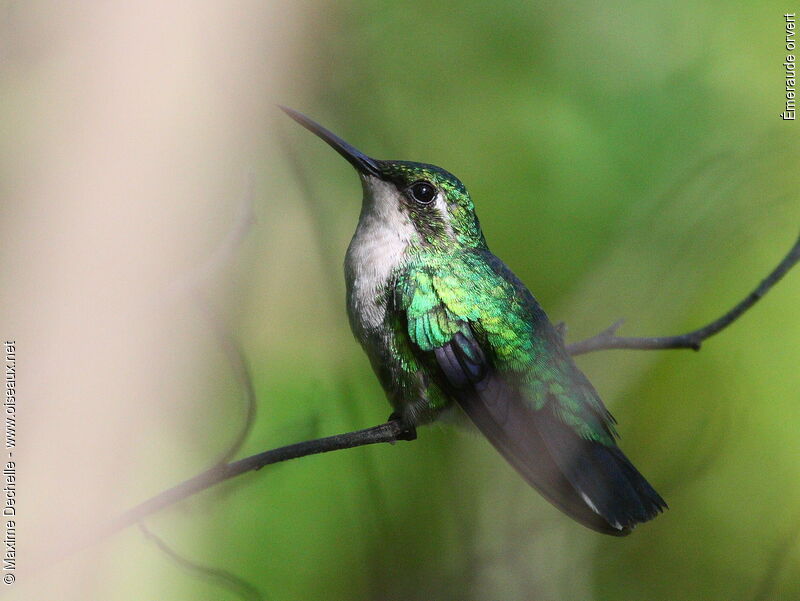 Blue-tailed Emerald female adult, identification