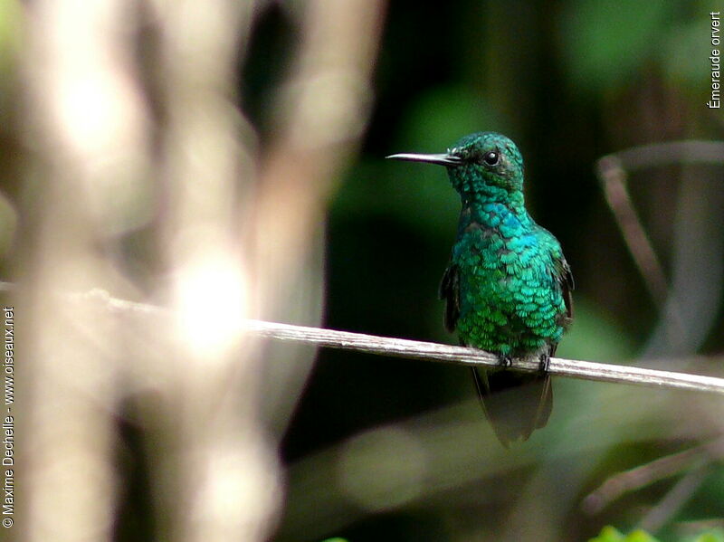 Blue-tailed Emerald male adult, identification