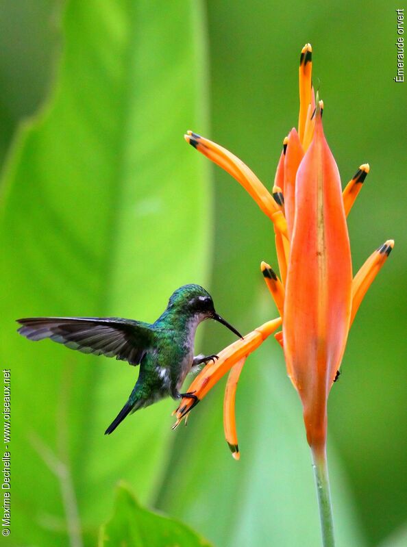 Blue-tailed Emerald female, identification, feeding habits, Behaviour