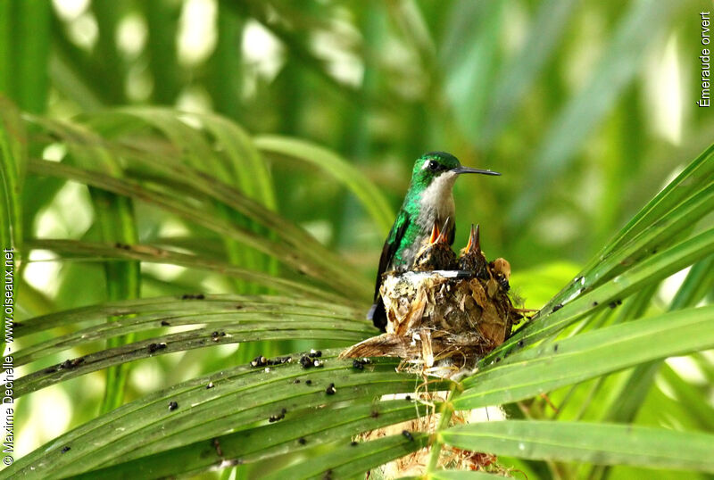 Blue-tailed Emerald female adult, identification, Reproduction-nesting