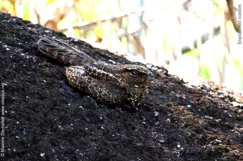 Blackish Nightjar, identification