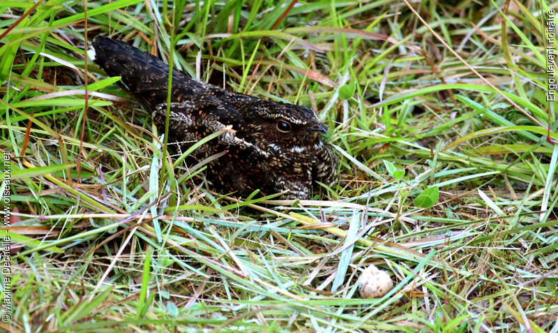 Blackish Nightjar, identification, Reproduction-nesting