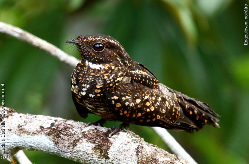 Blackish Nightjar, identification