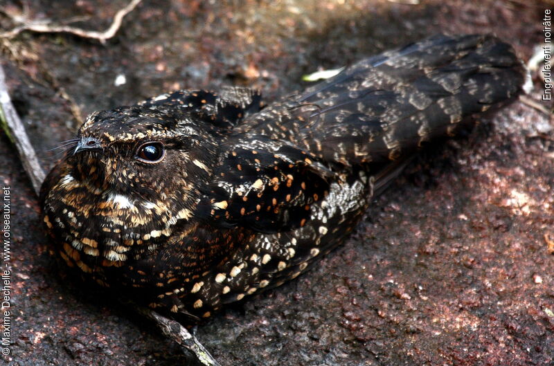 Blackish Nightjaradult, identification