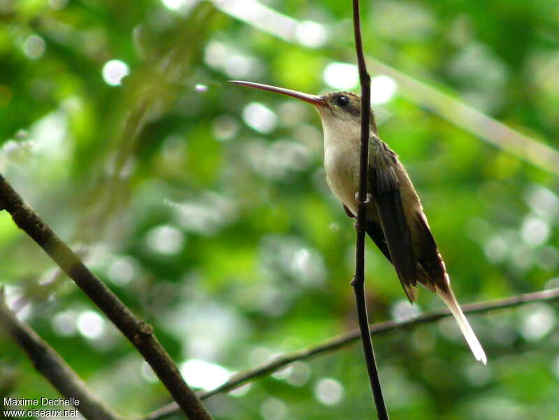 Straight-billed Hermitadult, identification