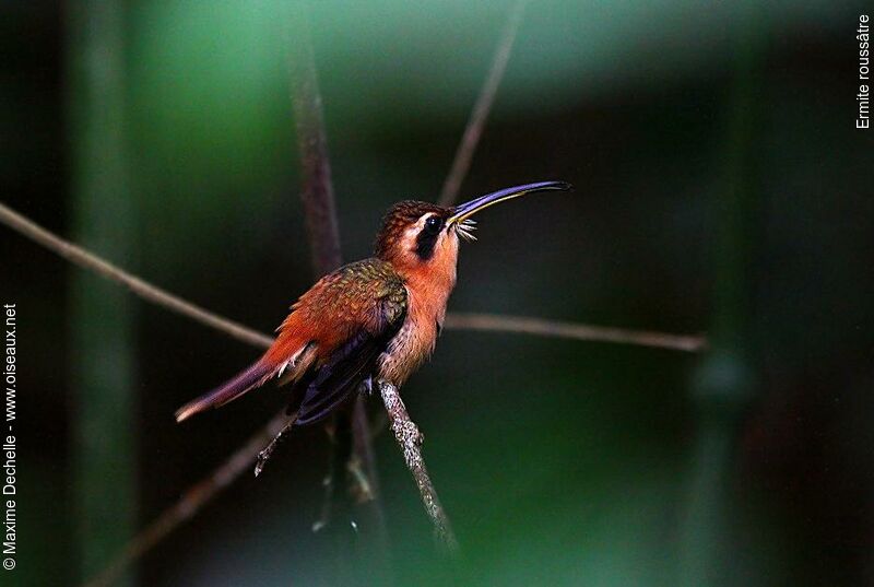 Reddish Hermit