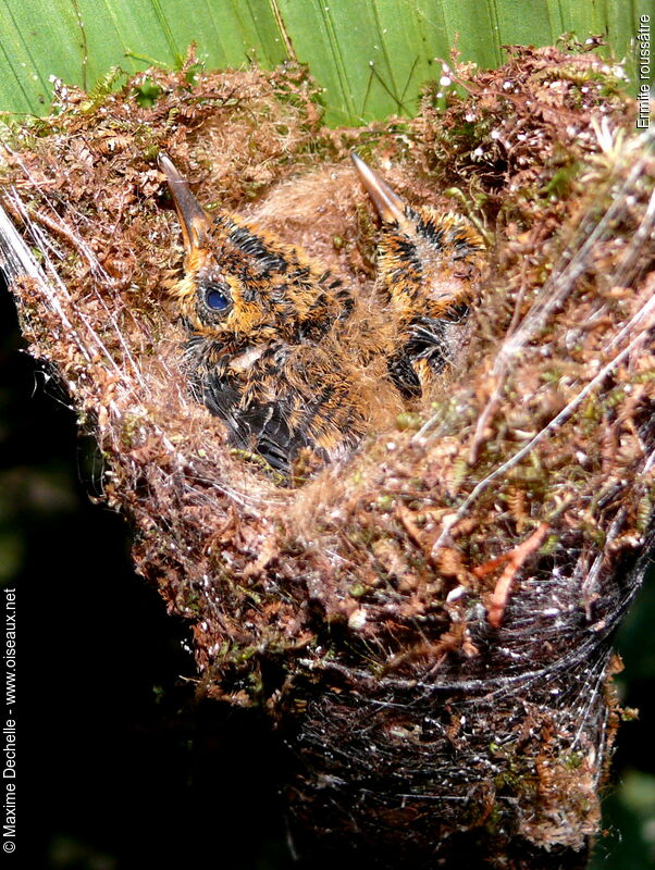 Reddish Hermitjuvenile