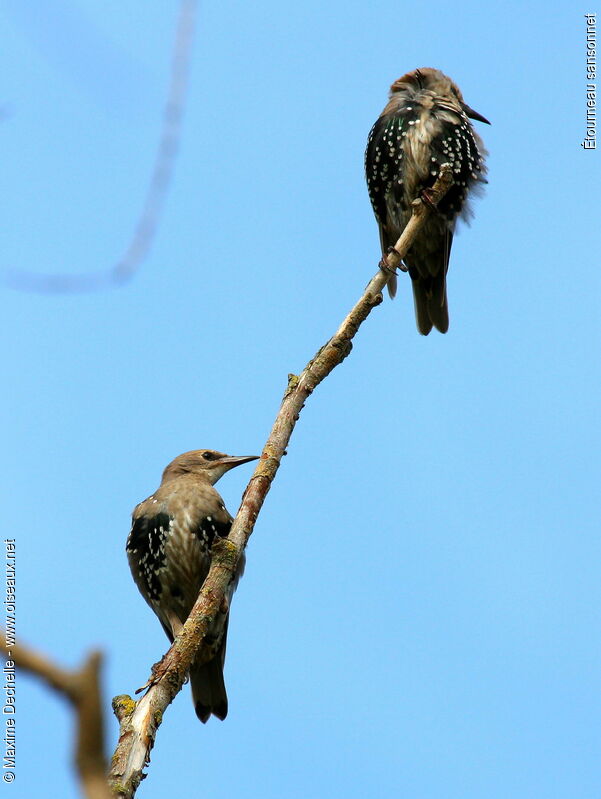 Common Starling