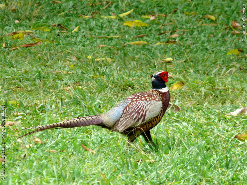 Common Pheasant