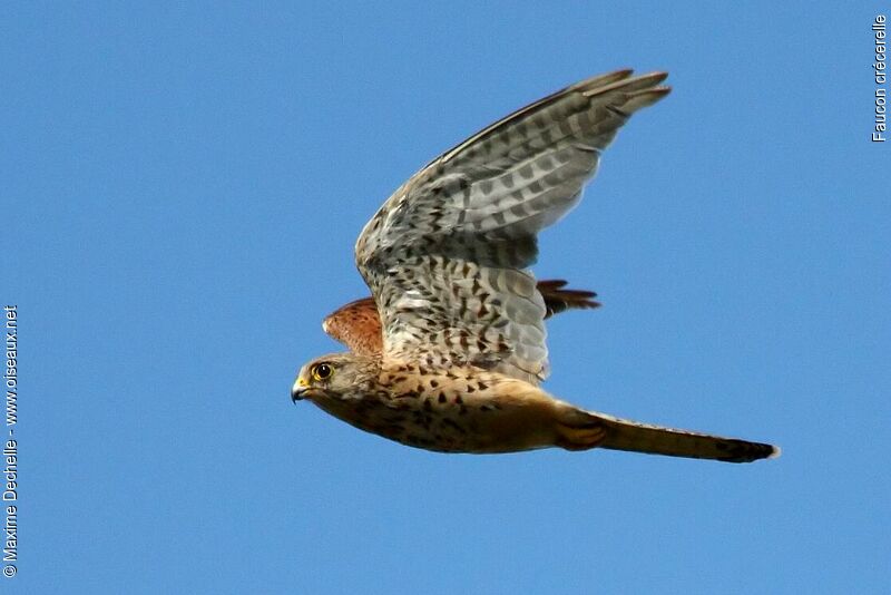 Common Kestrel, Flight