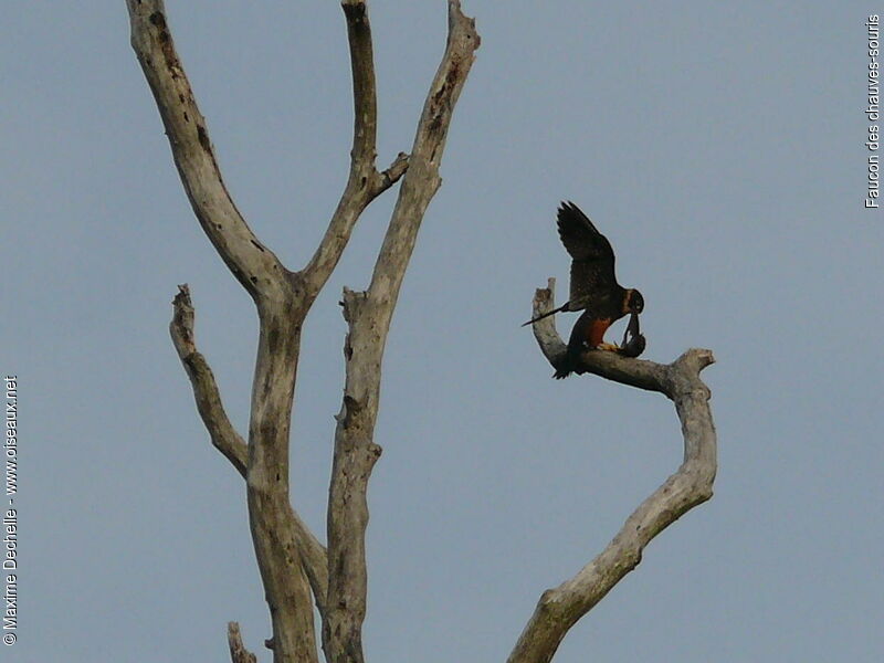 Bat Falcon, feeding habits