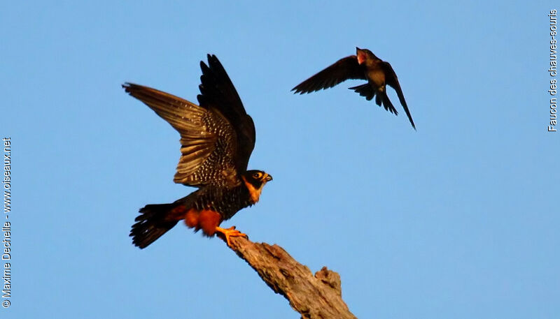 Bat Falcon, identification, Behaviour