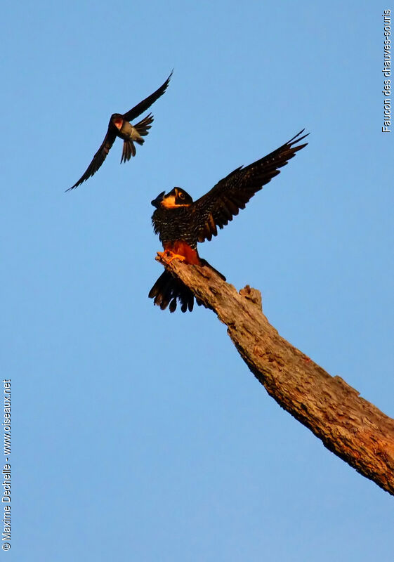 Bat Falcon, identification, Behaviour