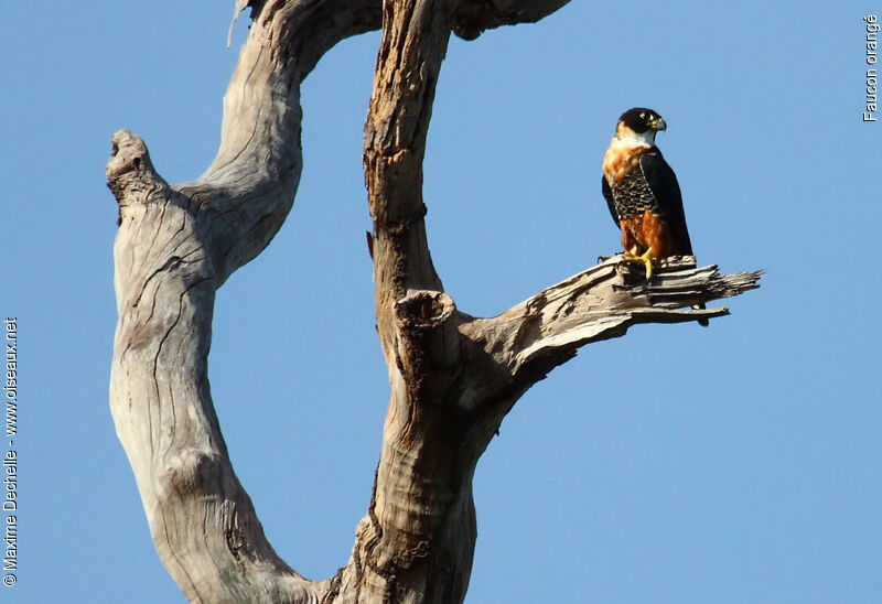 Orange-breasted Falcon, identification