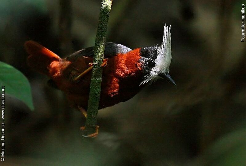 White-plumed Antbird