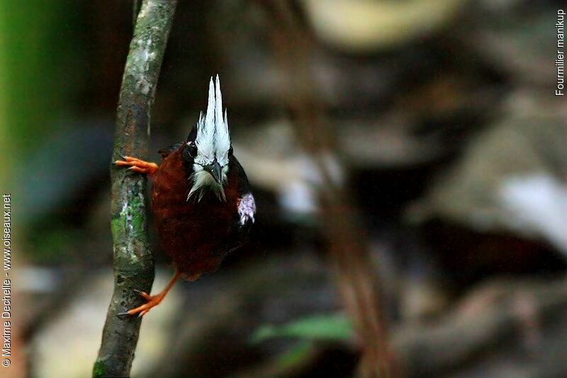 White-plumed Antbird