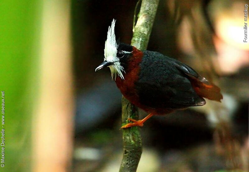 White-plumed Antbird