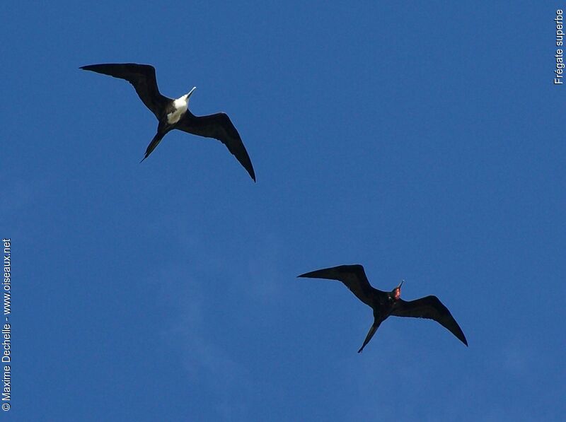 Magnificent Frigatebird adult