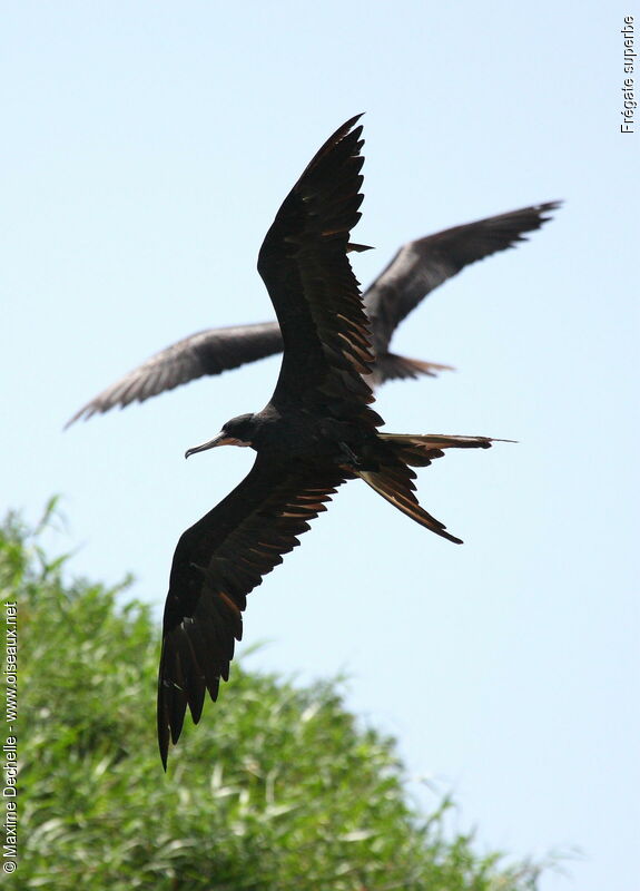 Magnificent Frigatebird male adult, Flight